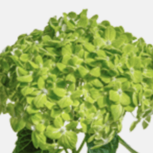 Hydrangea Emerald Green - Premium